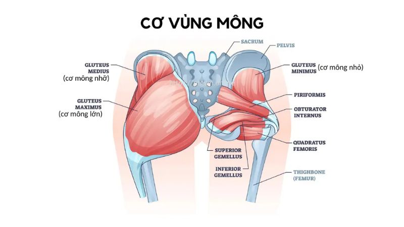 các bài tập mông cho nữ tại phòng gym