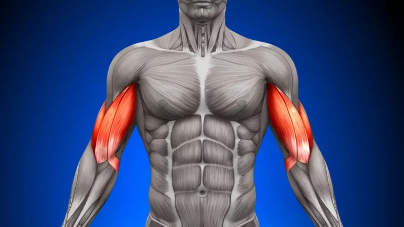 những bài tập tăng cơ bắp