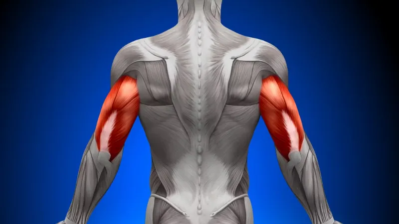 bài tập tăng cơ cho nam