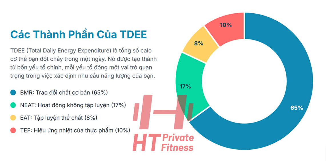 tìm hiểu về các thành phần chỉ số trong TDEE

