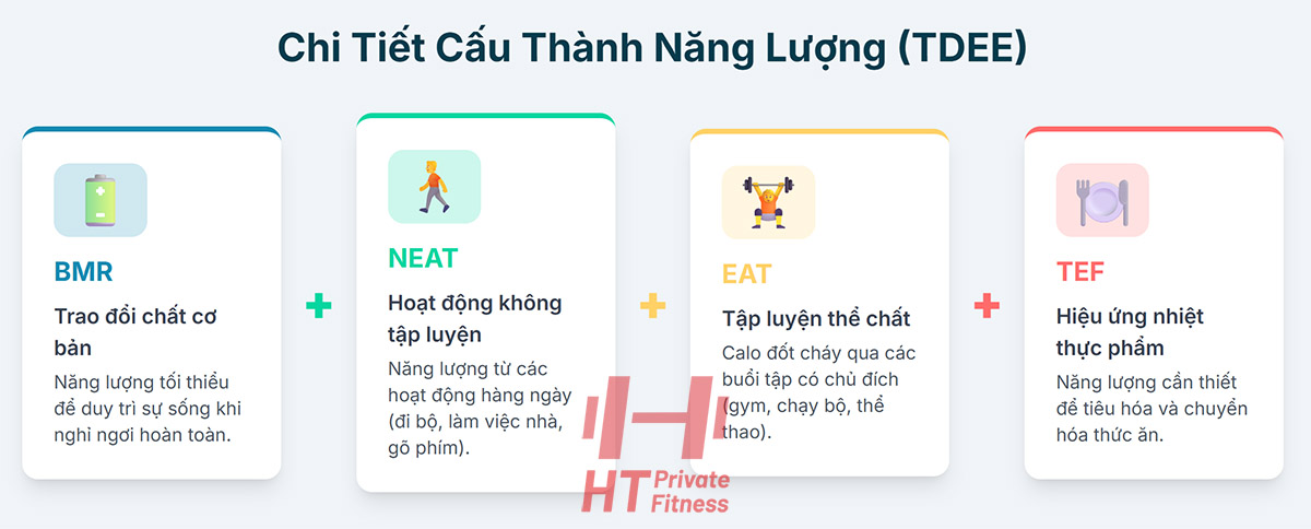 tổng năng lượng tiêu thụ hàng ngày TDEE = BMR + TEF + EAT + NEAT 