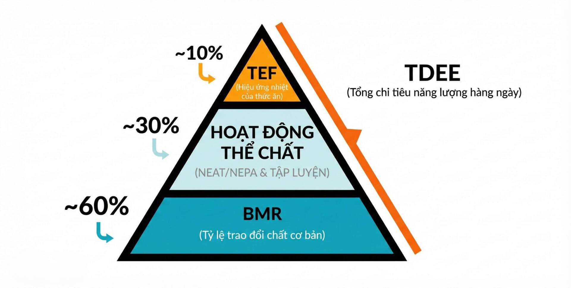 Năng lượng tiêu hao hằng ngày(TDEE)gồm ba yếu tố: BMR, Hoạt động thể chất, TEF